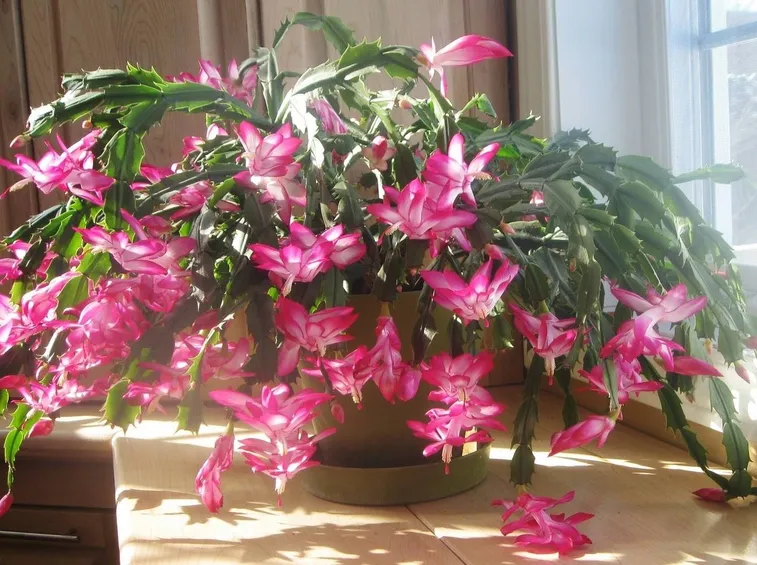 Cactus di Natale