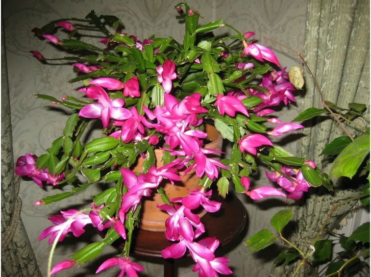 Pianta di Cactus di Natale
