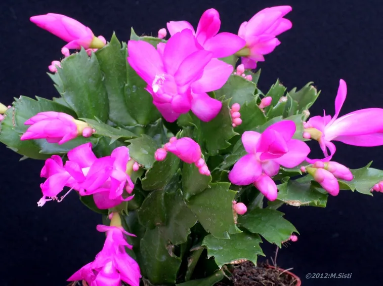 Schlumbergera truncata