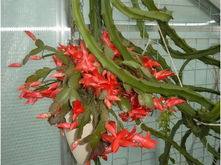 Cactus di Natale in appartamento