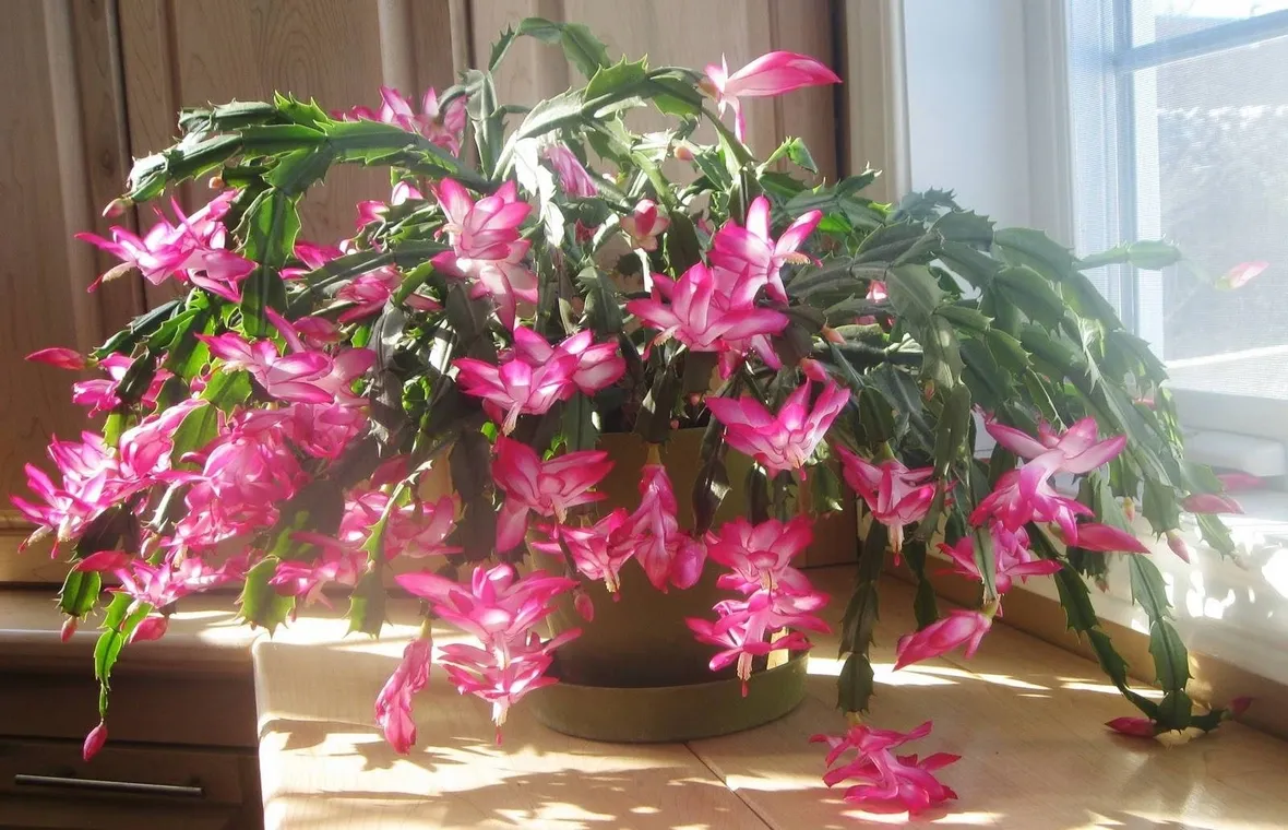 Cactus di Natale