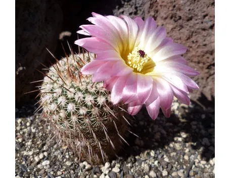 Varietà Notocactus rutilans