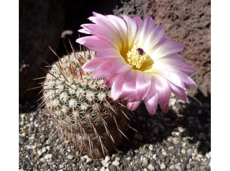 Varietà Notocactus rutilans