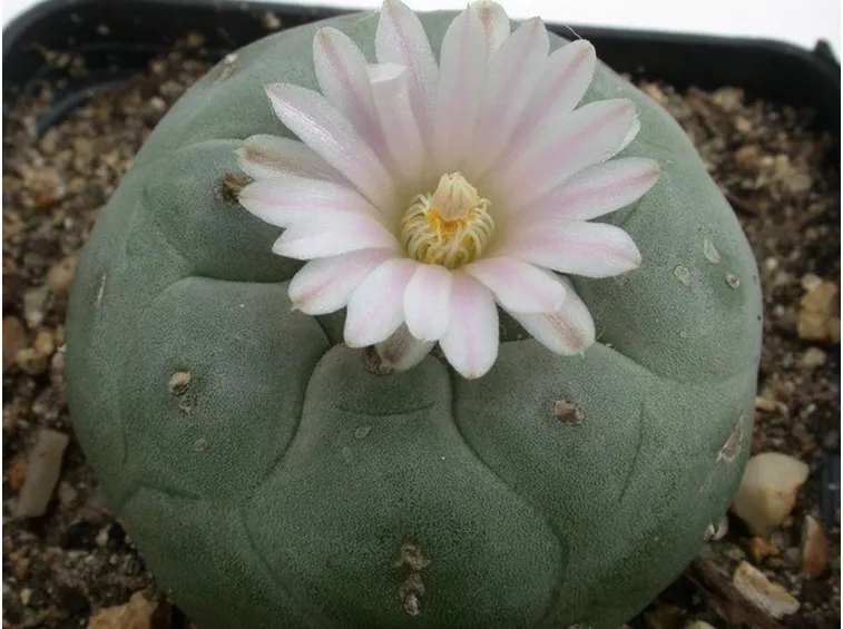 Cactus Lophophora williamsii