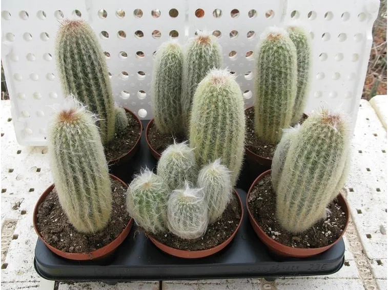 Varietà di Cactus Espostoa lanata