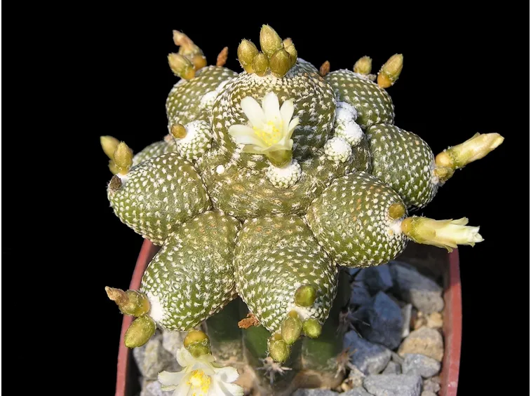 Varietà di Cactus Blossfeldia liliputana<b> </b>