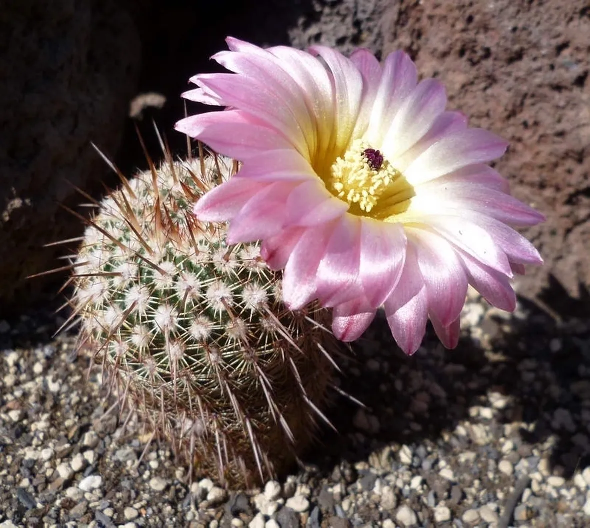 Varietà Notocactus rutilans