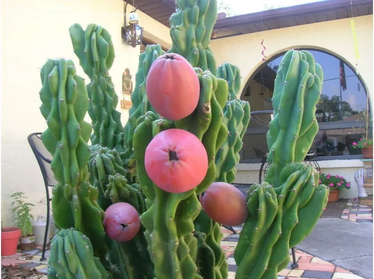 cereo frutto