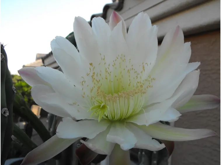 cereo fiore