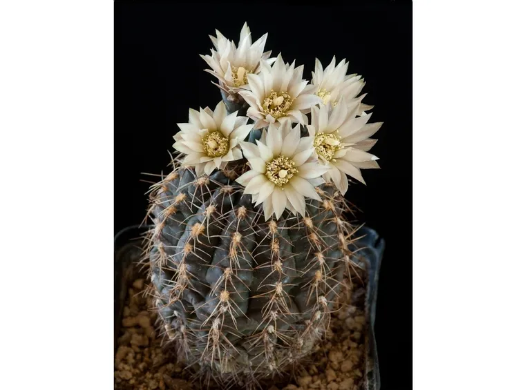 Pianta rara