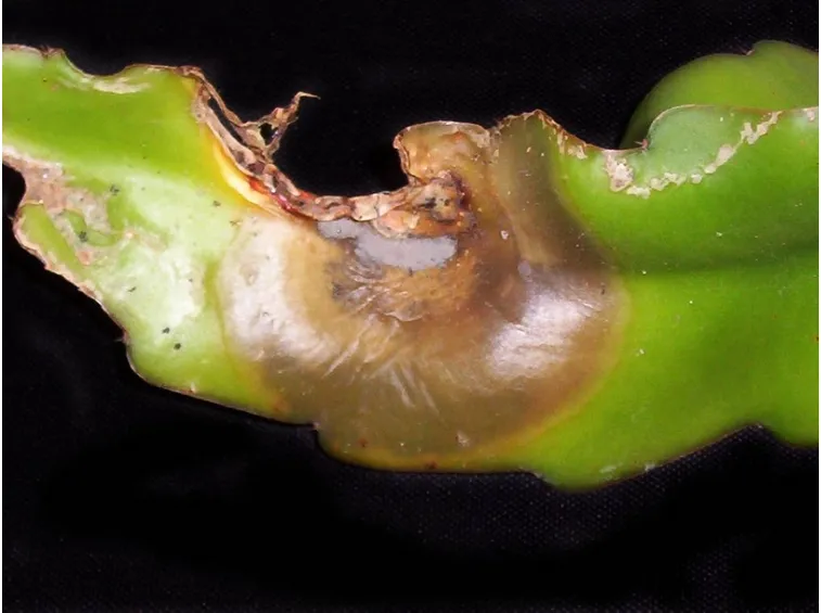 Pianta grassa foglie