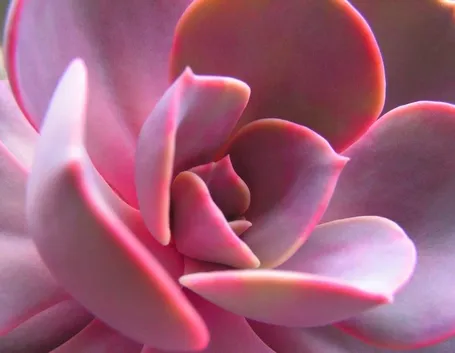 Una piante grassa a foglie rosse