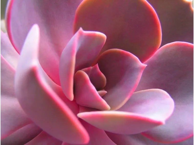 Una piante grassa a foglie rosse