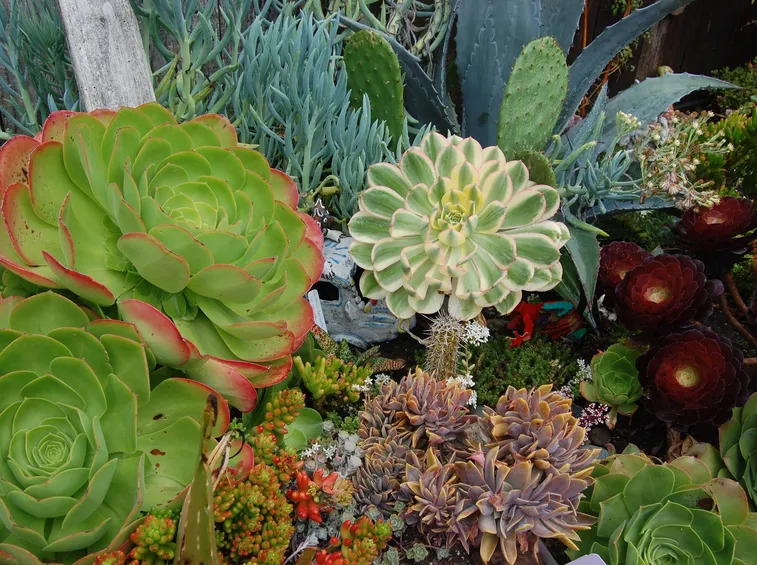 Una grande varietà di piante grasse