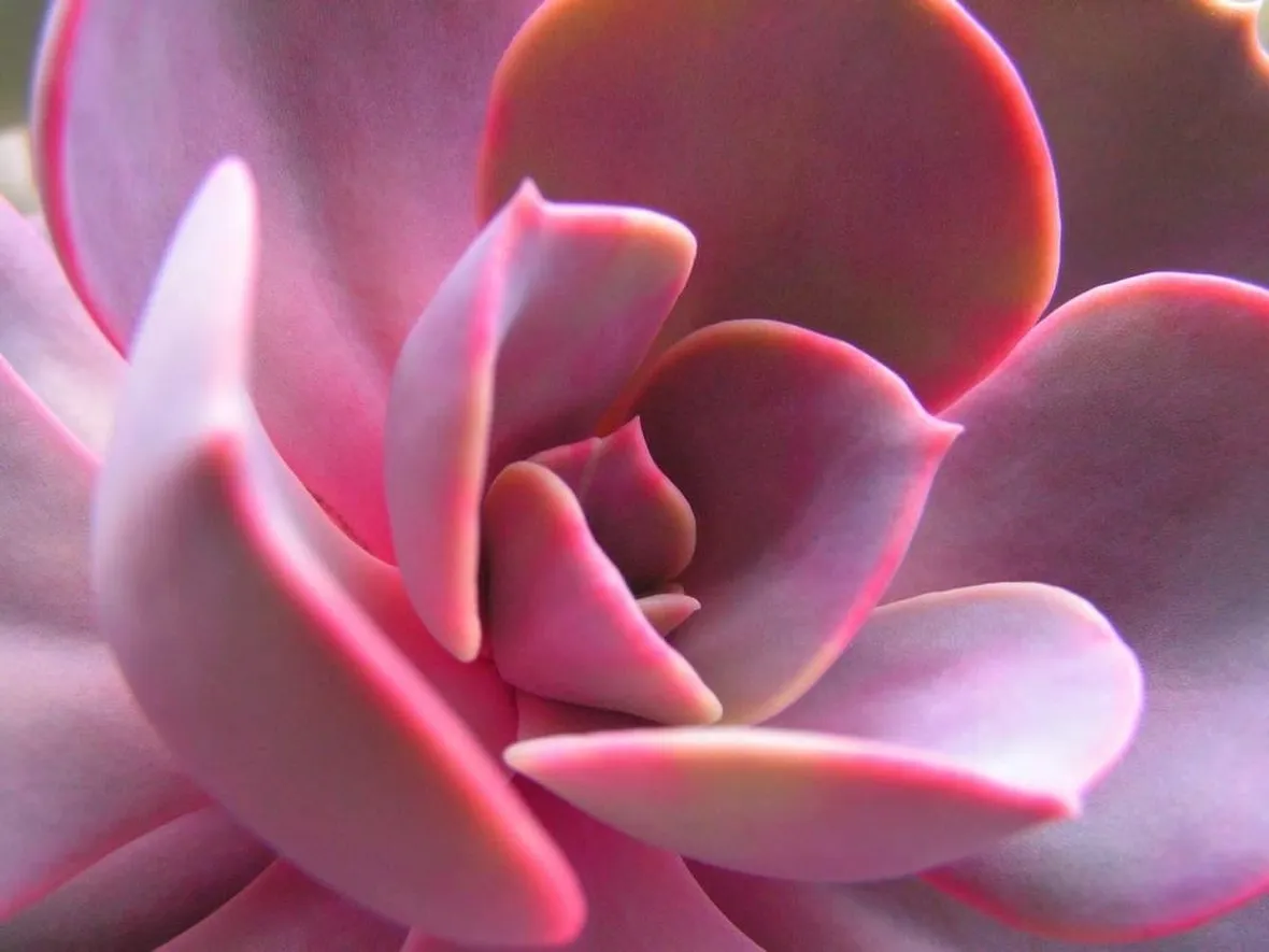 Una piante grassa a foglie rosse