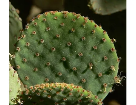 Un esemplare di cactus