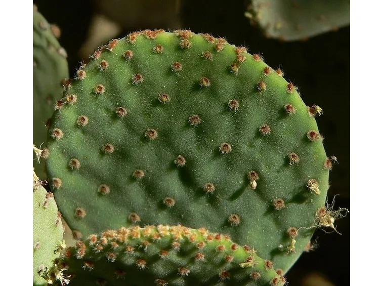 Un esemplare di cactus