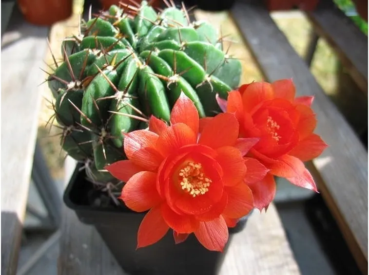 Un cactus in fiore