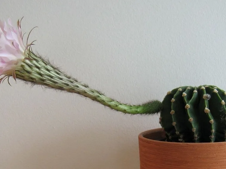 un echinopsis in fiore