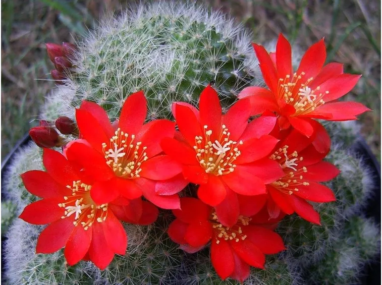 Pianta grassa in fiore