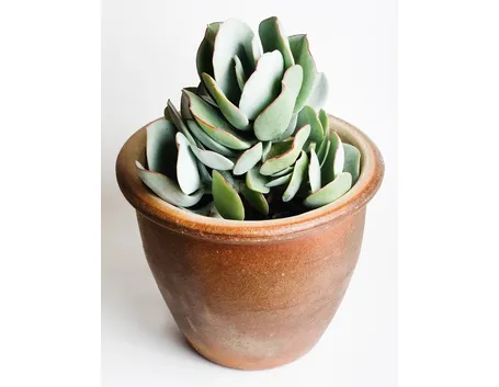 Crassula arborescens