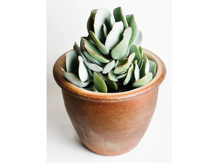 Crassula arborescens