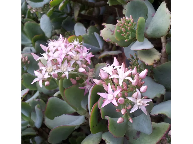 Crassula arborescens fiorita, con foglie rovinate