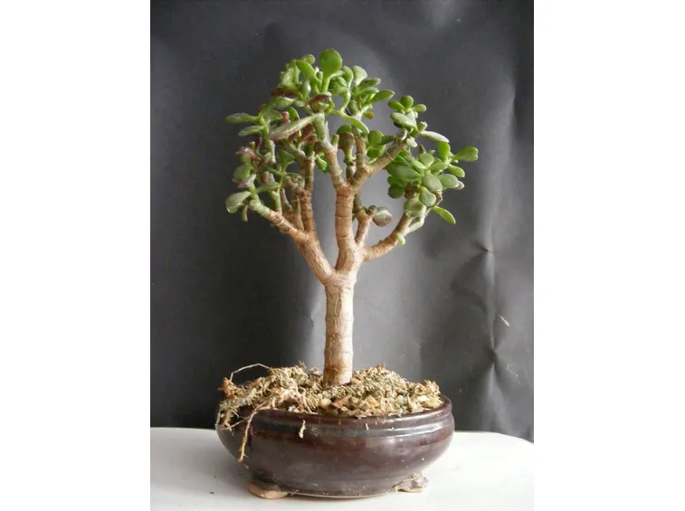 Bonsai di crassula