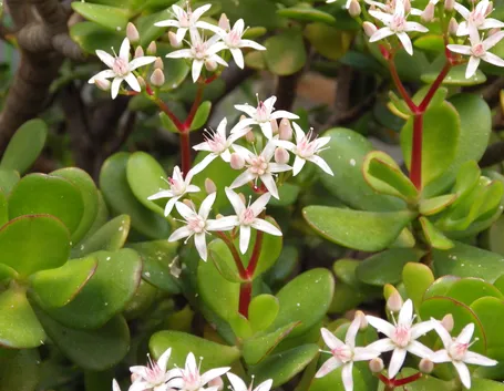 crassula ovata