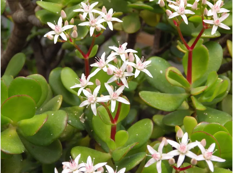 crassula ovata