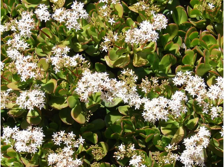 Crassula ovata in fiore