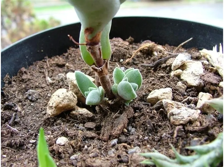 crassula