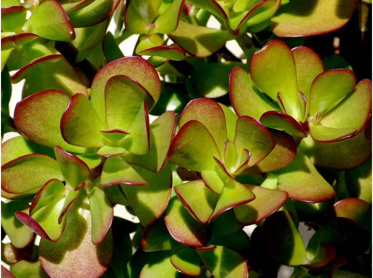 crassula ovata