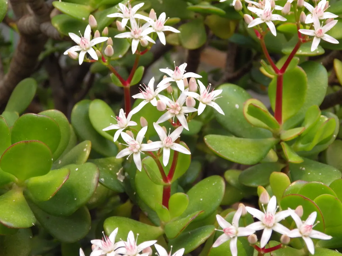 crassula ovata