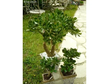Alcuni esemplari di Crassula