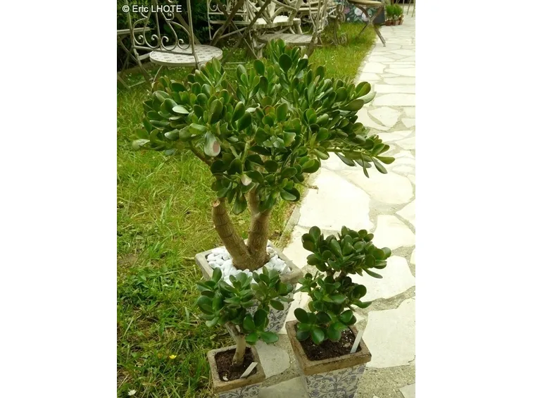 Alcuni esemplari di Crassula