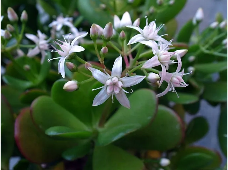I fiori della Crassula ovata