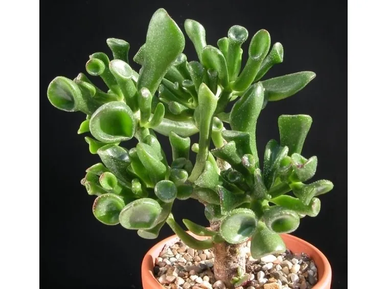 La crassula odia il freddo