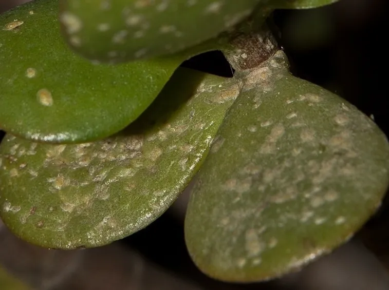 Cocciniglia su pianta di Crassula