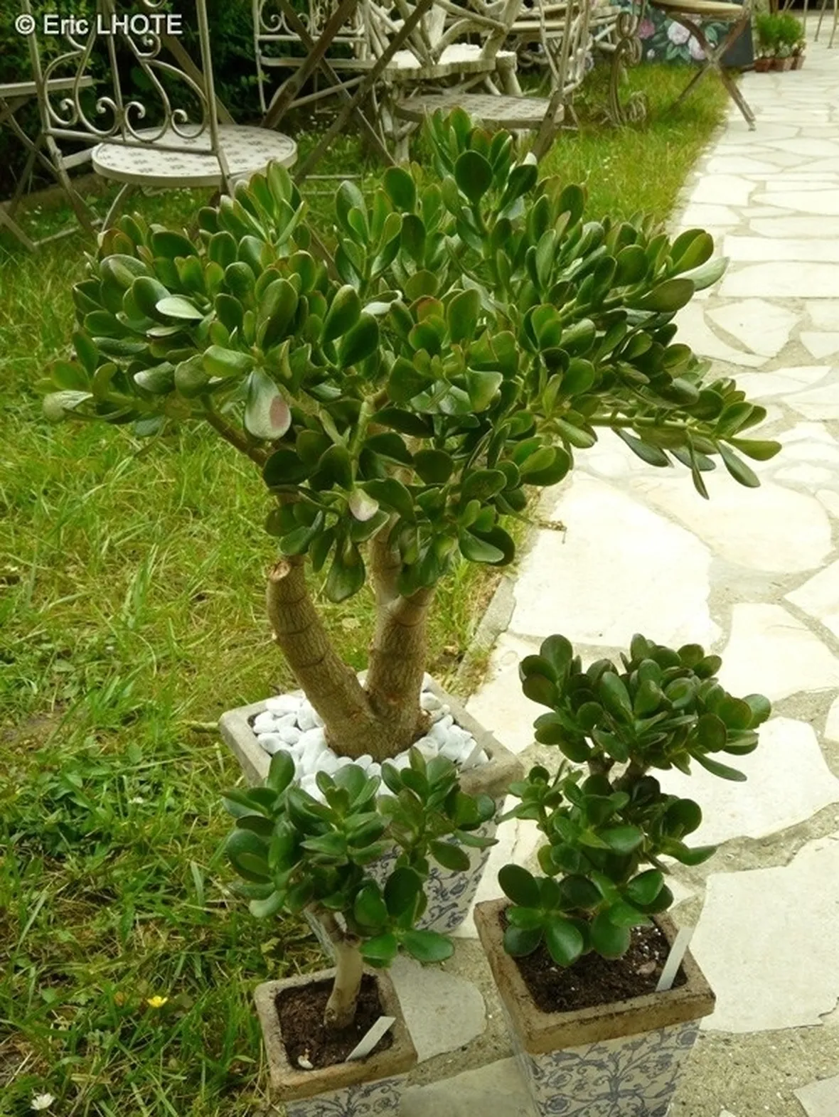 Alcuni esemplari di Crassula