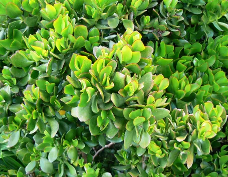 Crassula