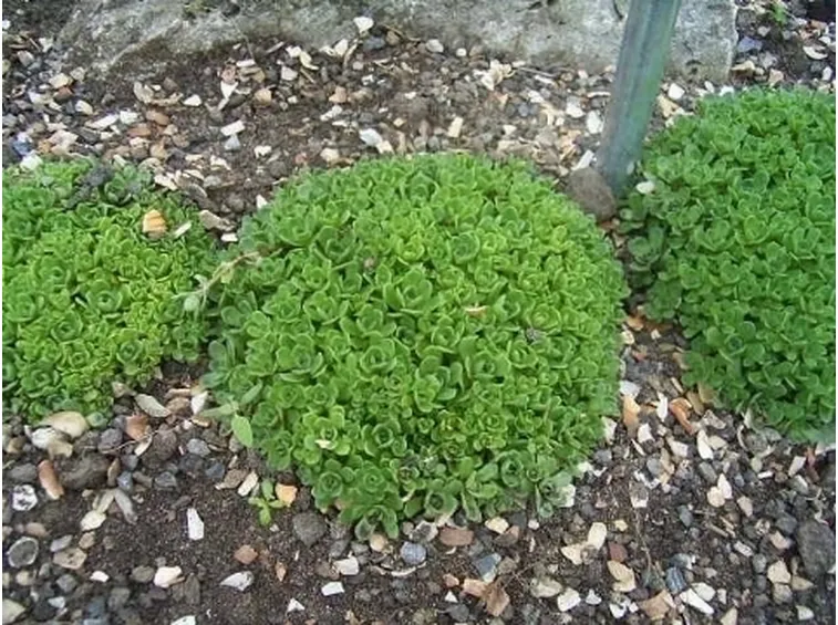 crassula milfordiae