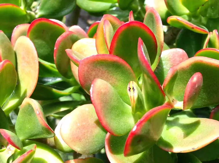 crassula-recurva