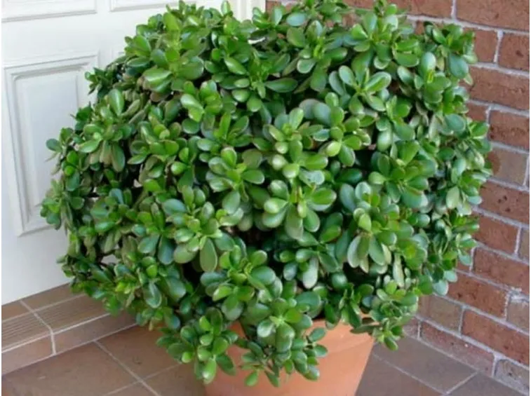 crassula in vaso