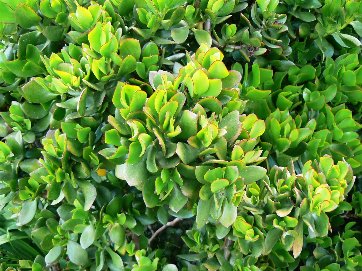 Crassula