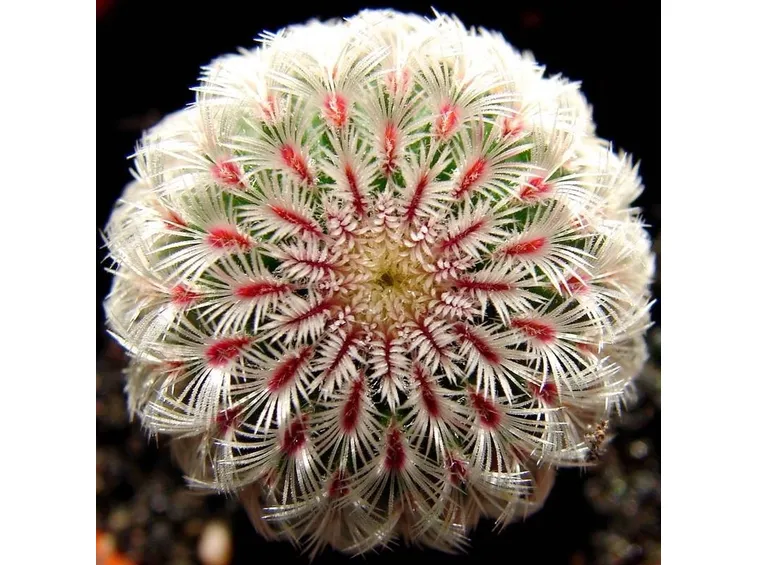 Dettaglio pianta grassa