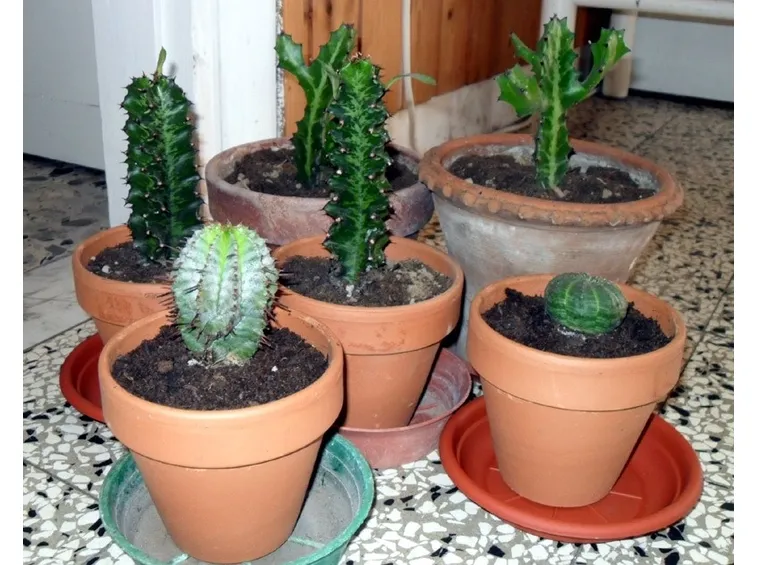 Esempio di piante grasse appena rinvasate