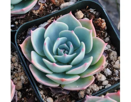 Echeveria derenberghi