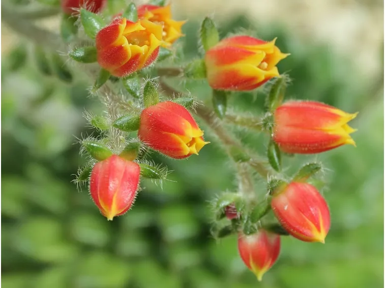 Fiori di echeveria setosa