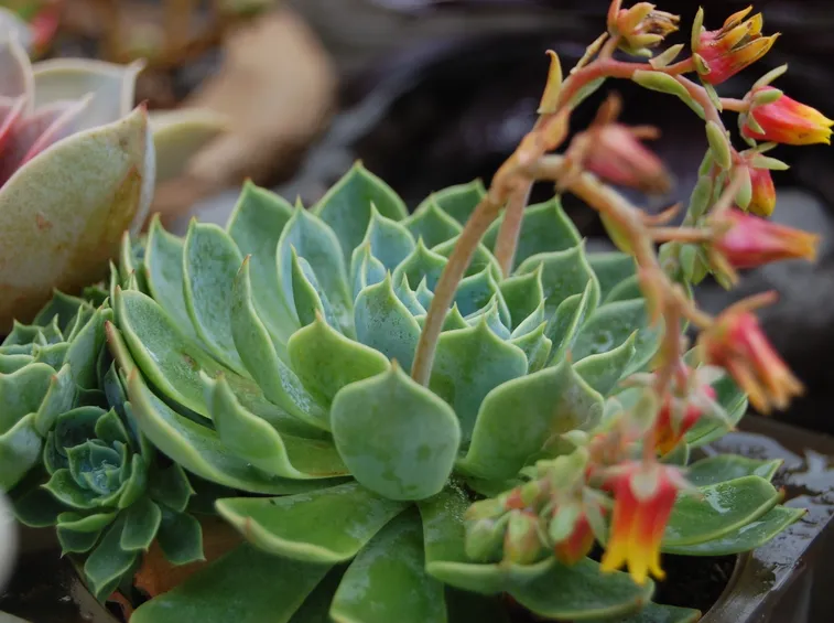 Echeveria con rami floreali e rosette laterali